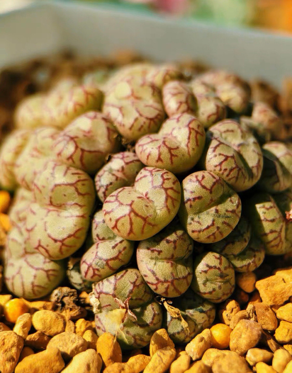 Conophytum minutum Cluster "monkey's face"