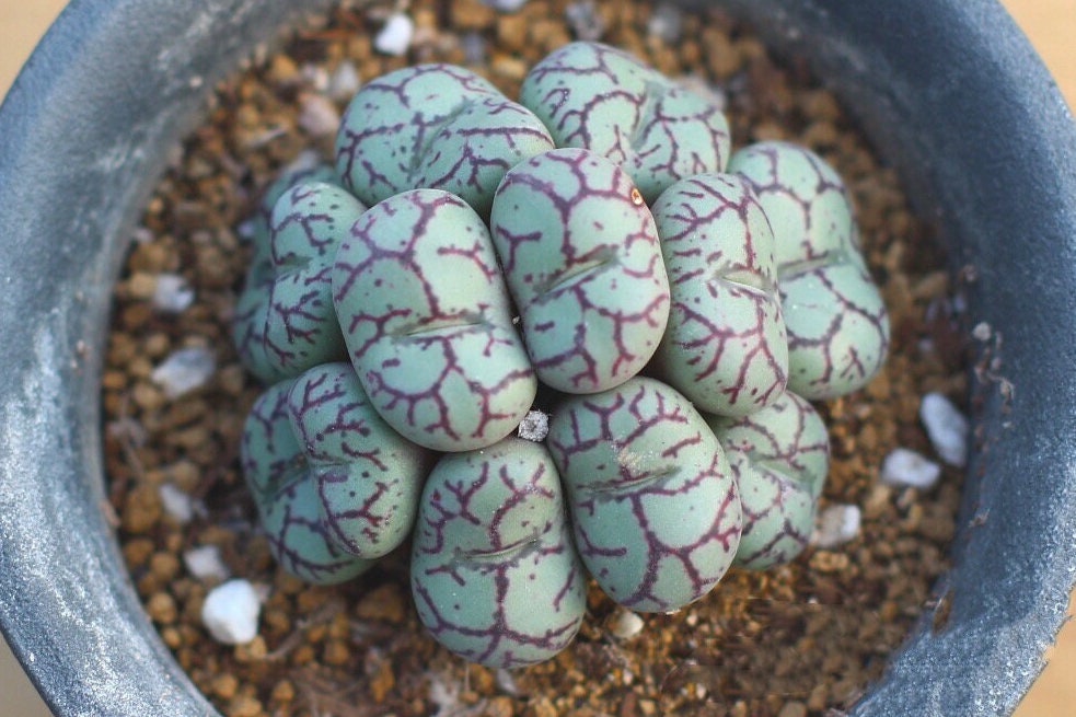 Conophytum minutum Cluster "monkey's face"