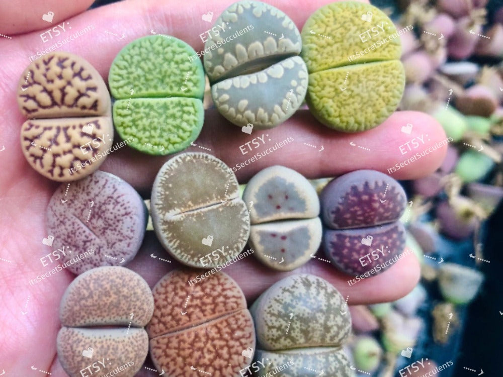 Live Plant - LARGE Lithops Assorted Collection