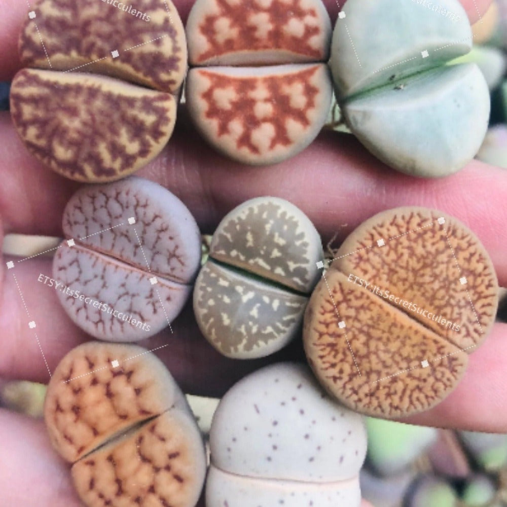 Live Plant - LARGE Lithops Assorted Collection