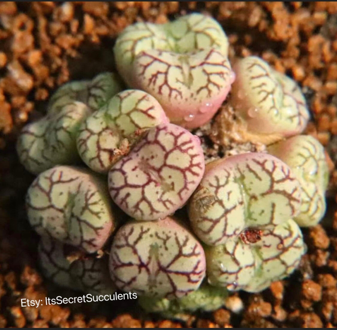 Conophytum minutum Cluster "monkey's face"