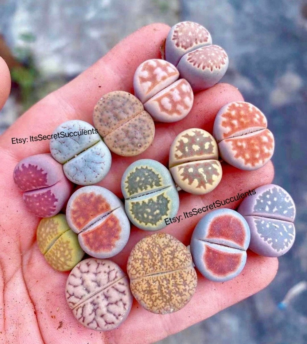 Colorful Lithops Assorted collection {Perfect Plant Gift}