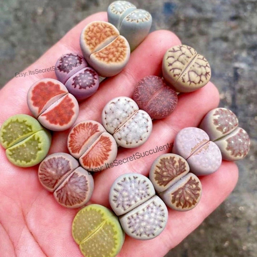 stone plant succulent Colorful Lithops Assorted collection {Perfect Plant Gift} – Secret Succulent Villa