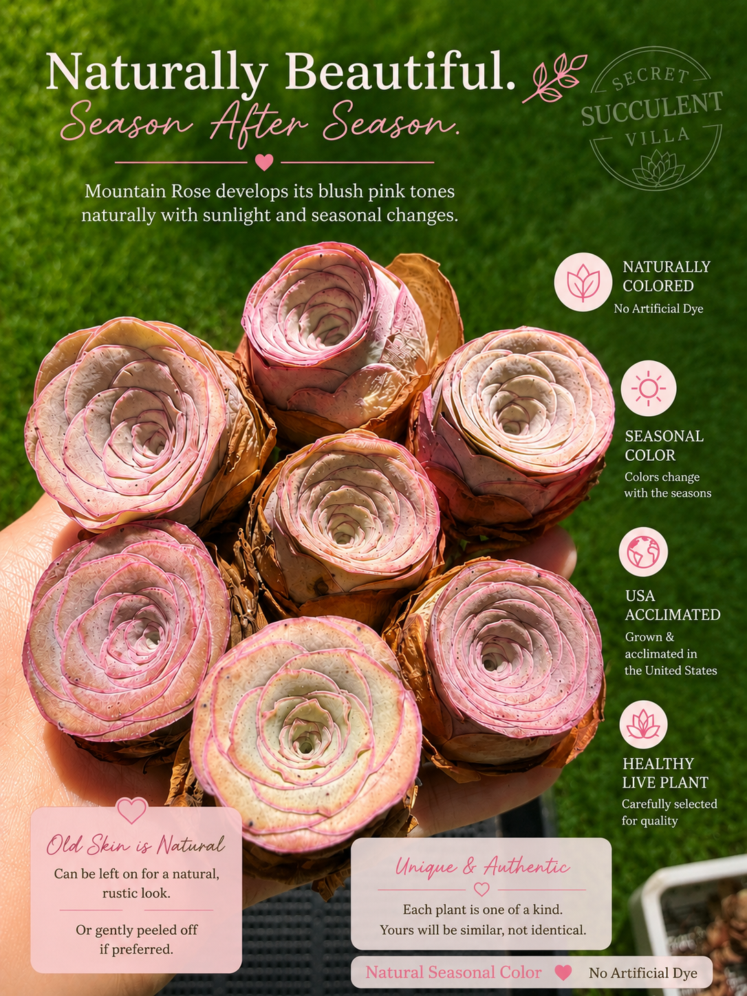 Mountain Rose Succulent|Pink-Edge Rose