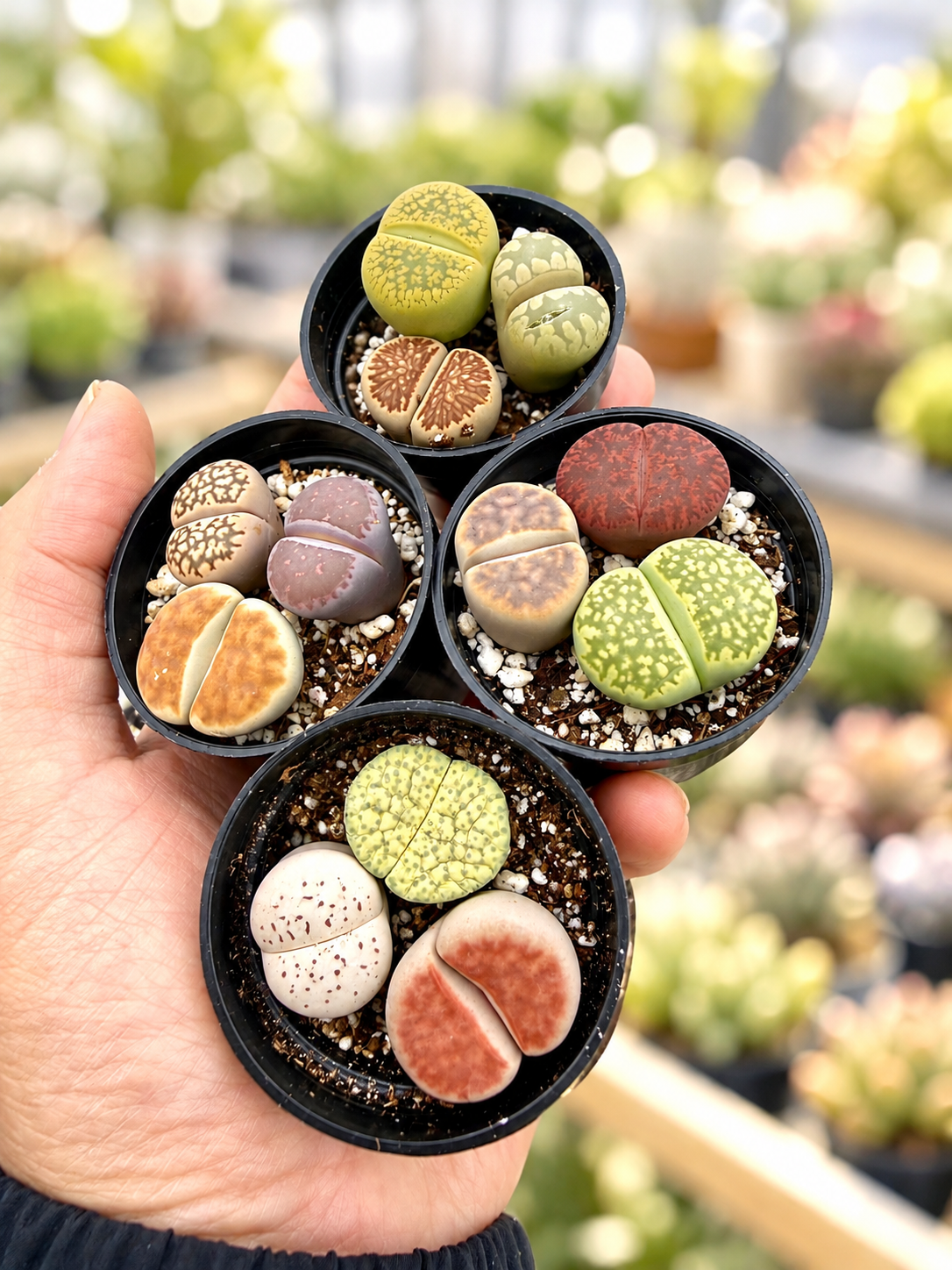 Potted Lithops Mix – 3 Living Stones in a 2" Pot | Succulent Gift