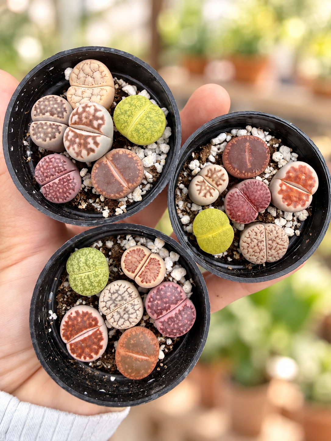 Potted Lithops Mix – 6 Living Stones in a 2" Pot | Succulent Gift