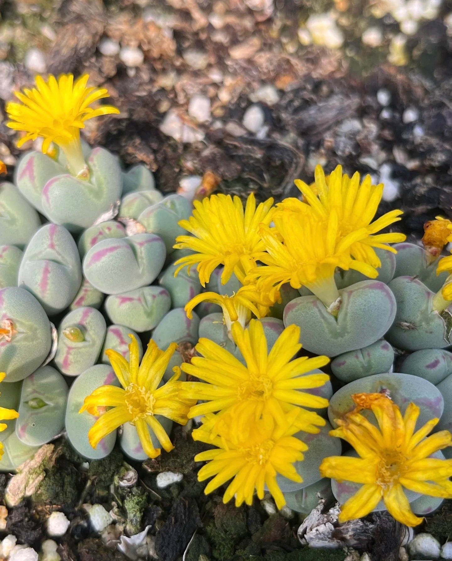 Conophytun chauviniae Cluster, 3-8 heads cluster