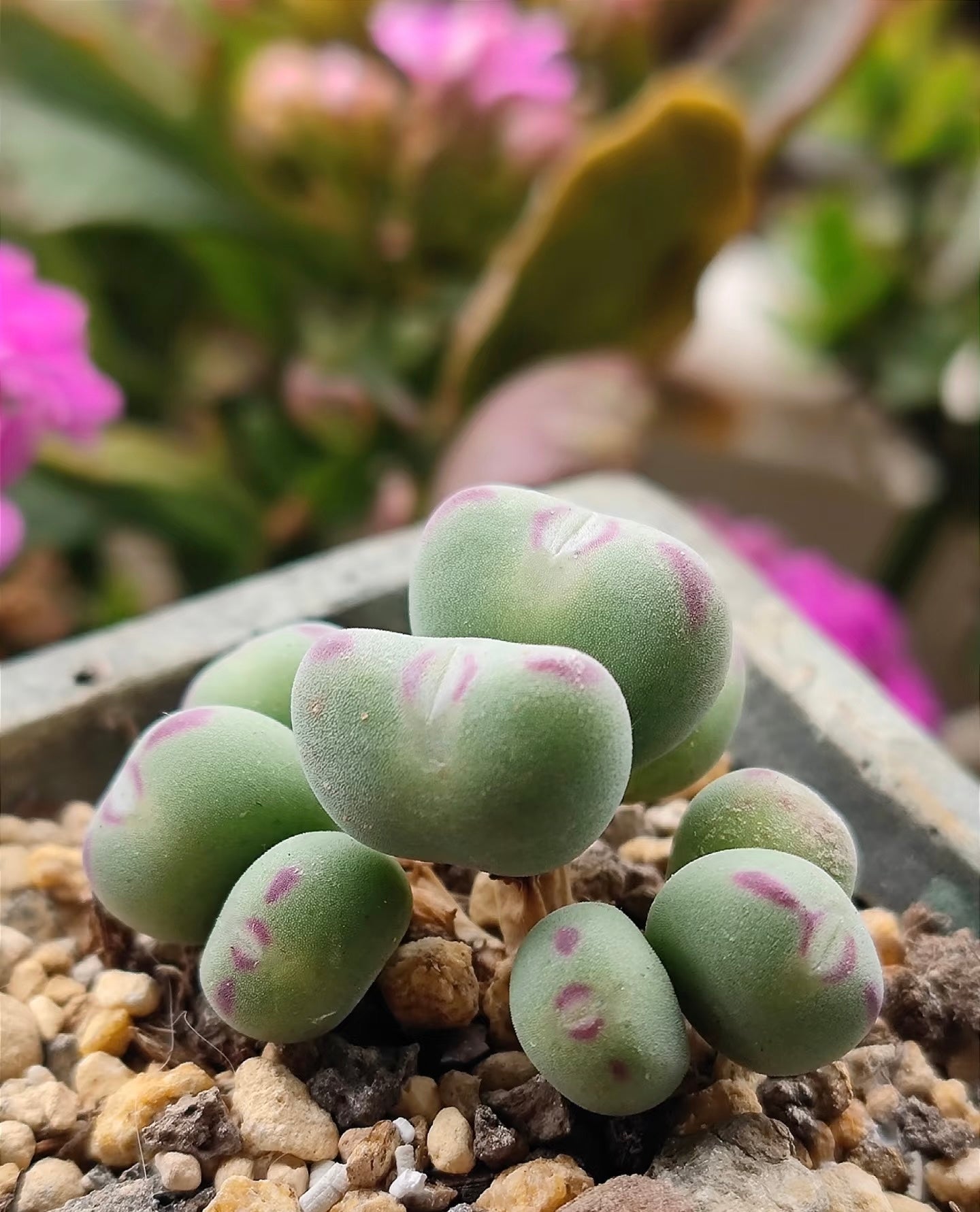 Conophytun chauviniae Cluster, 3-8 heads cluster