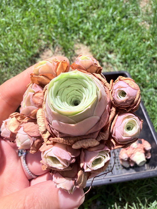 Mountain Rose Succulent Cluster|Rare Bouquet-Shaped