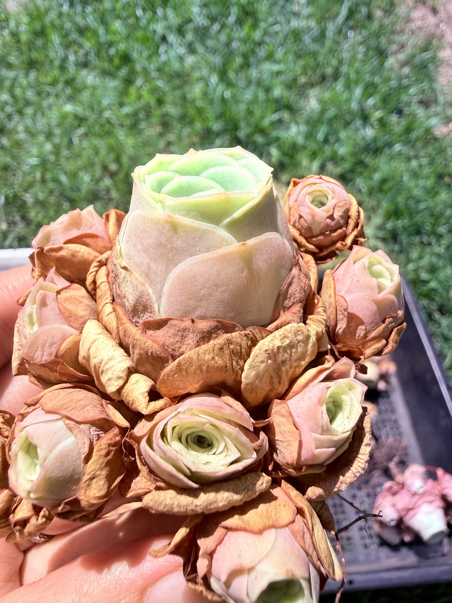 Mountain Rose Succulent Cluster|Rare Bouquet-Shaped
