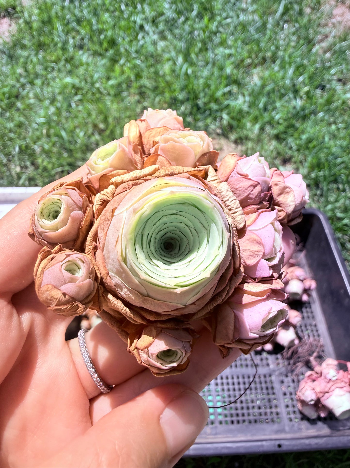 Mountain Rose Succulent Cluster|Rare Bouquet-Shaped