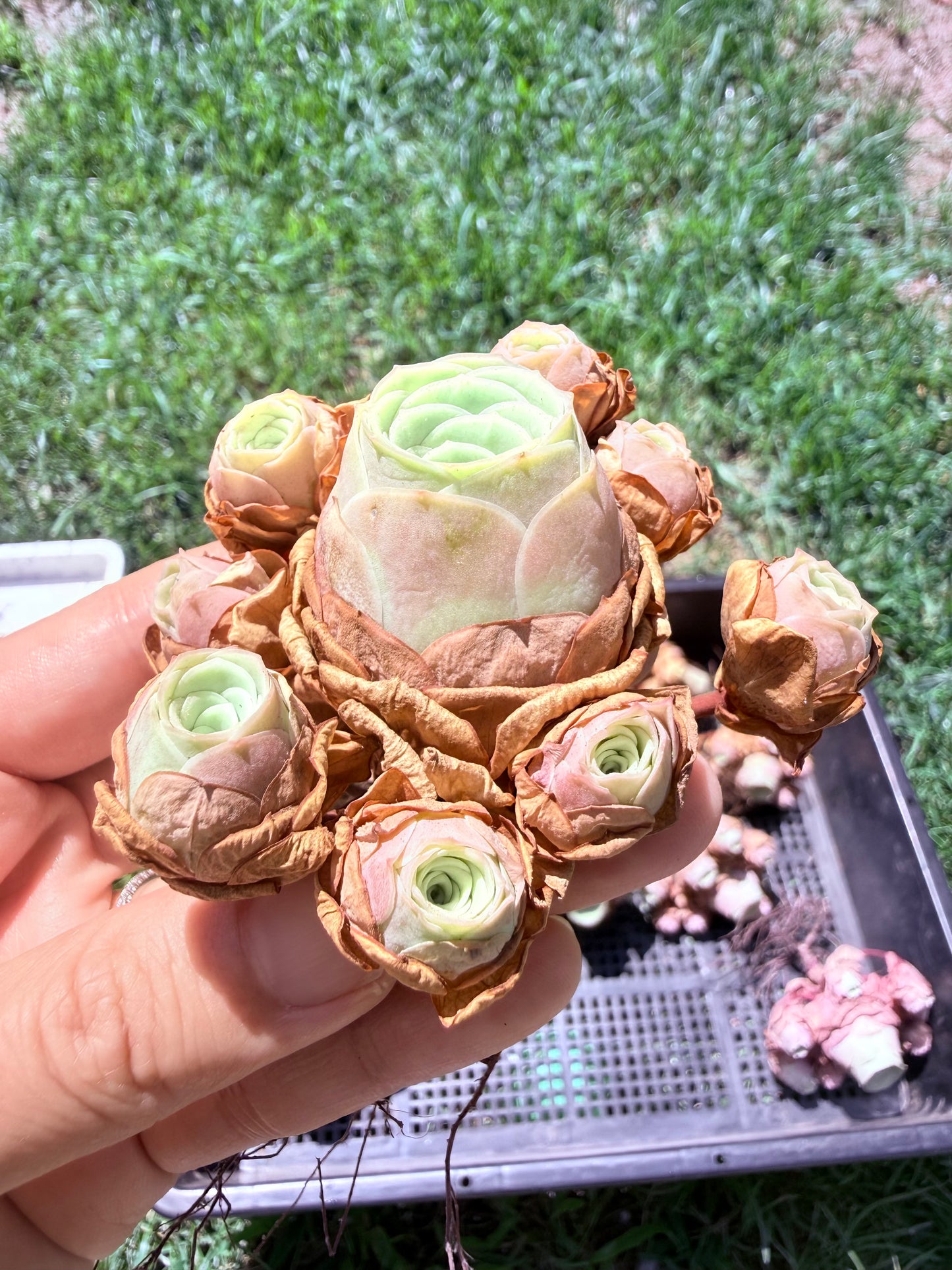 Mountain Rose Succulent Cluster|Rare Bouquet-Shaped