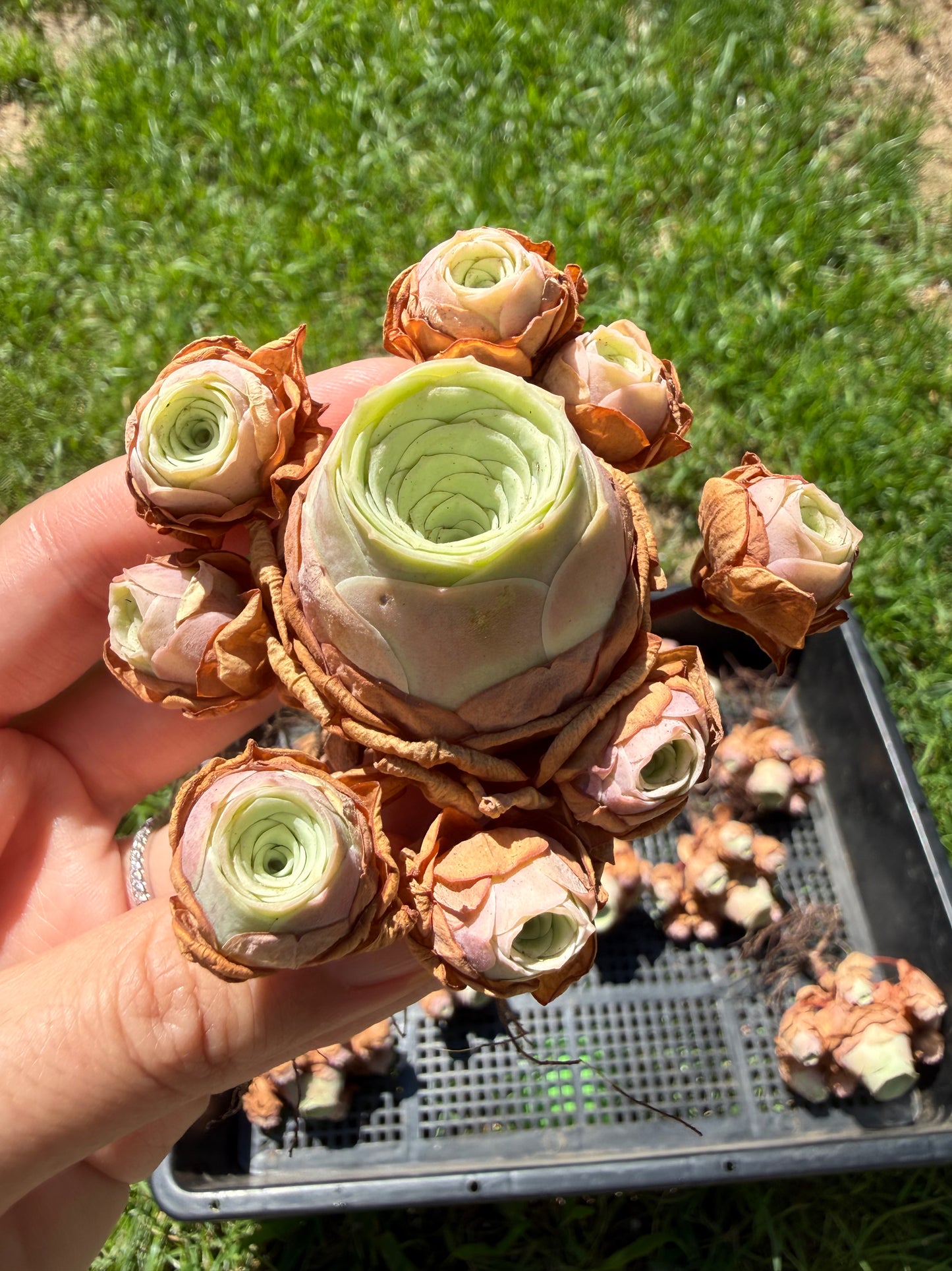 Mountain Rose Succulent Cluster|Rare Bouquet-Shaped