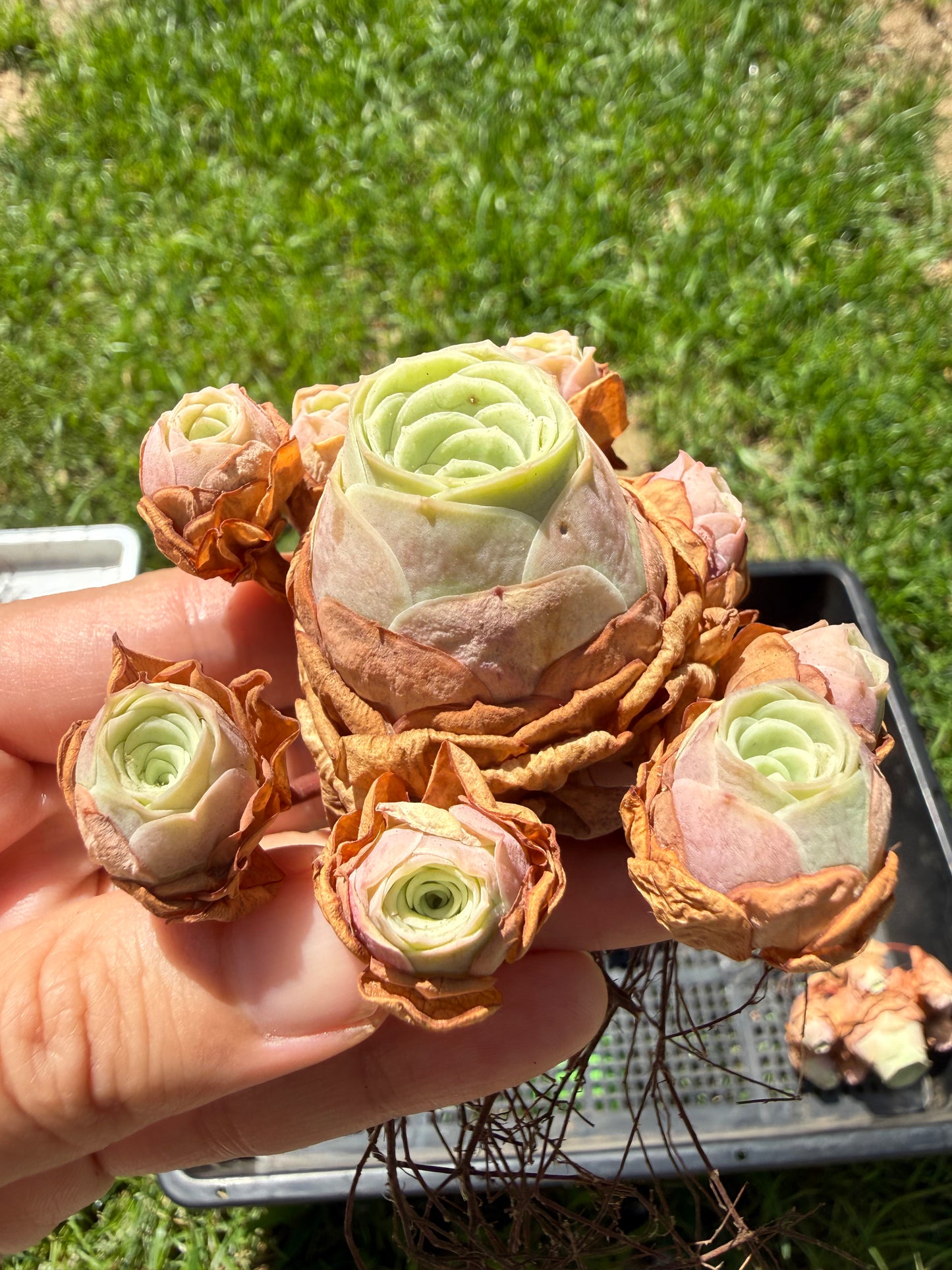 Mountain Rose Succulent Cluster|Rare Bouquet-Shaped