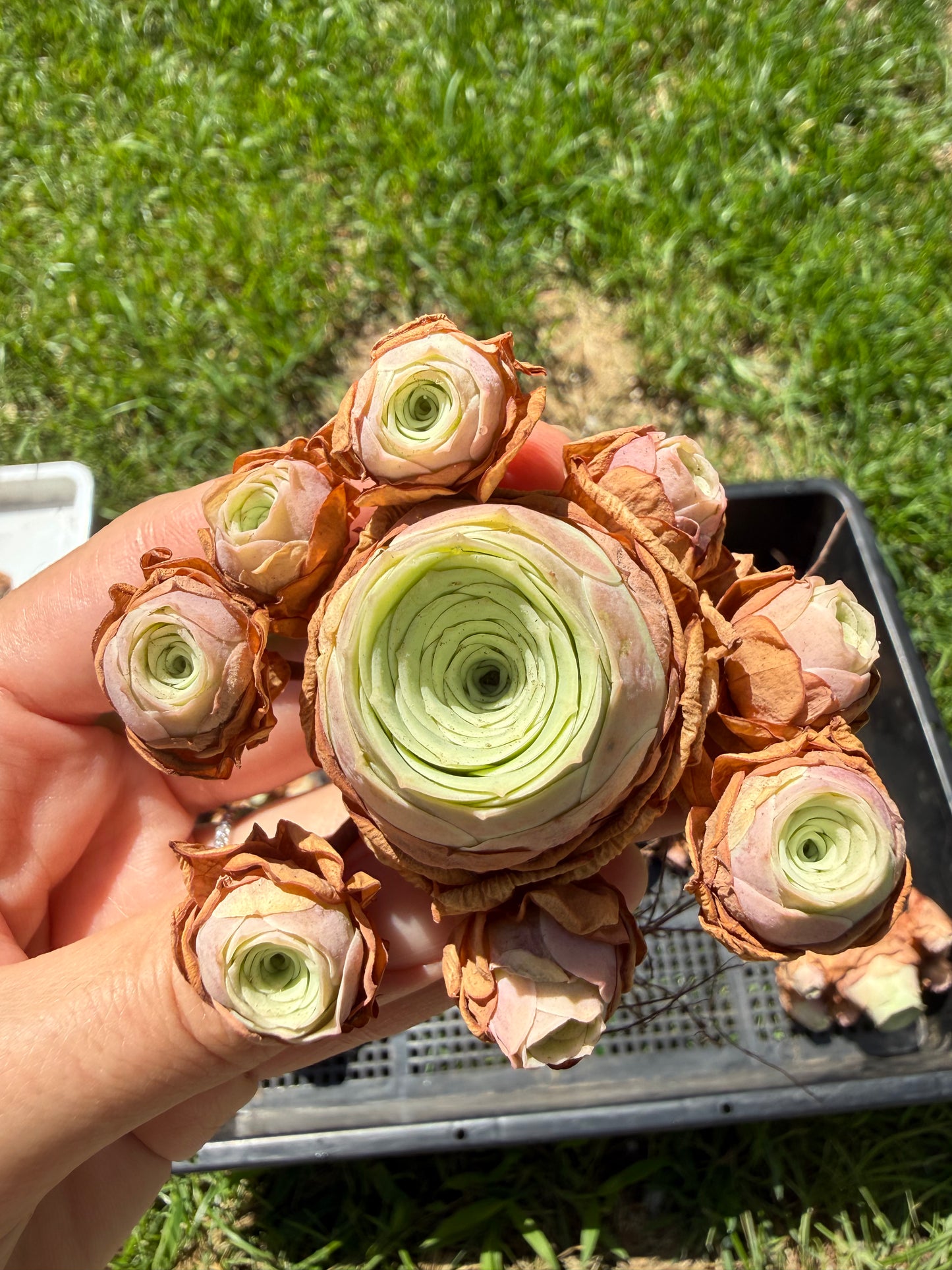 Mountain Rose Succulent Cluster|Rare Bouquet-Shaped