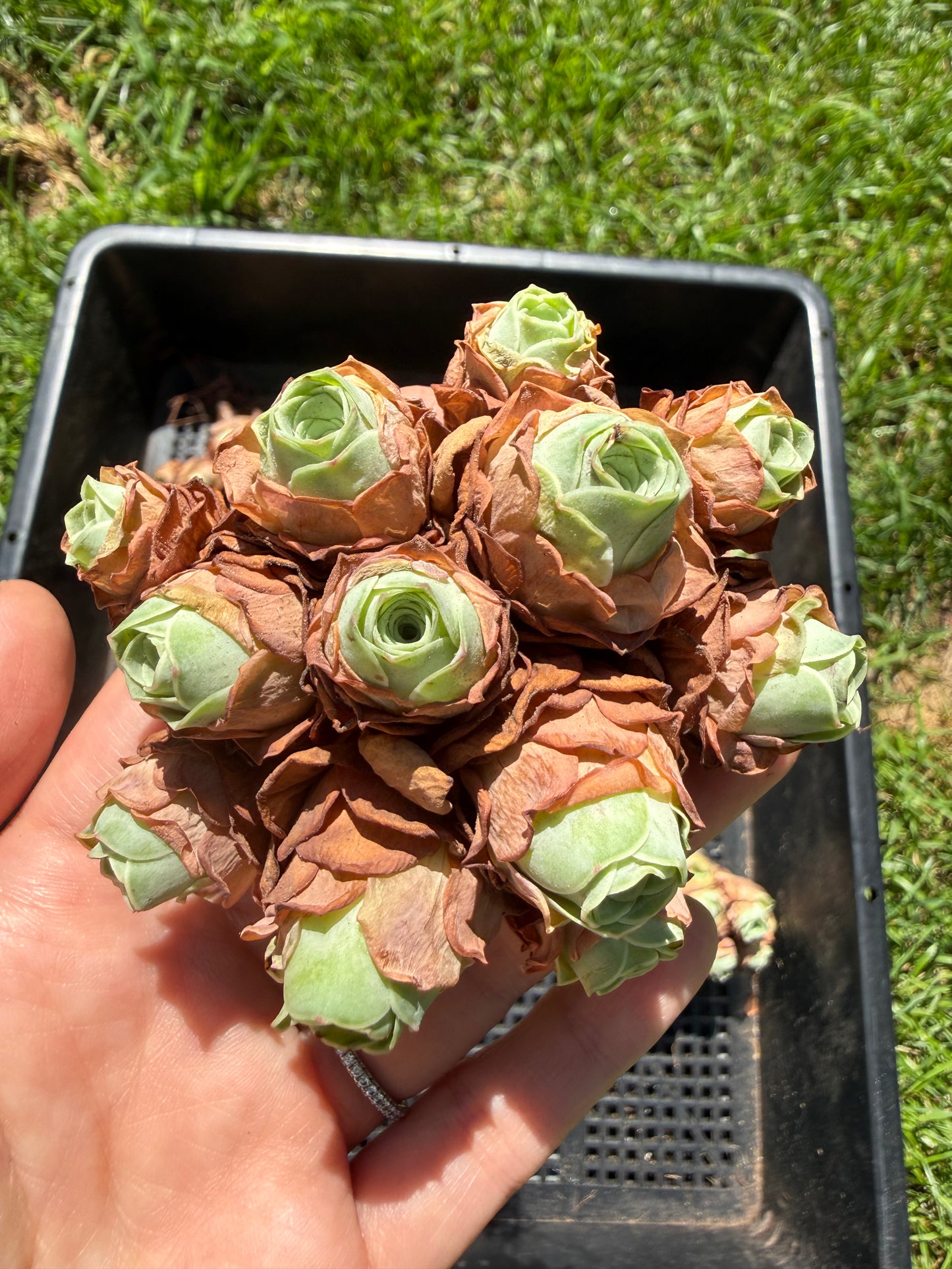 Mountain Rose Succulent|Pom Pom Bouquet|Greenovia