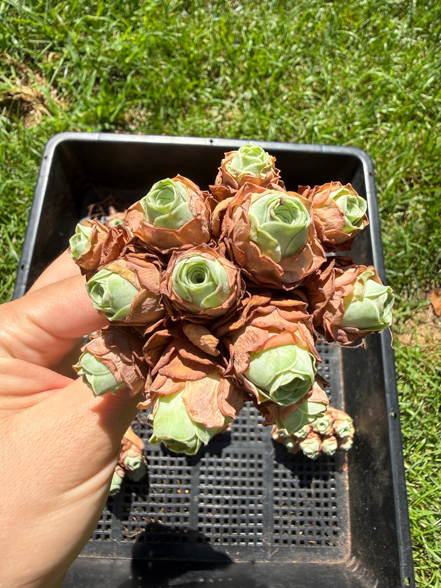 Mountain Rose Succulent|Pom Pom Bouquet|Greenovia