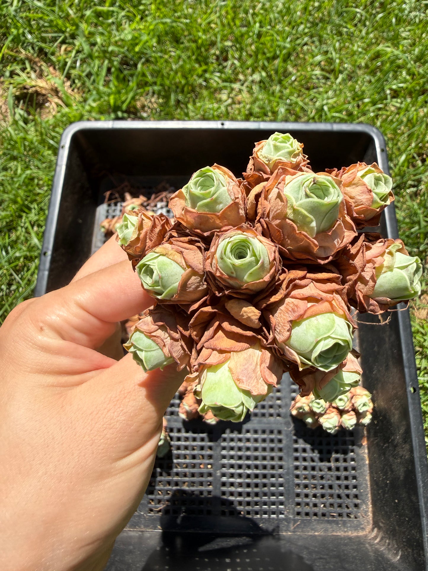 Mountain Rose Succulent|Pom Pom Bouquet|Greenovia