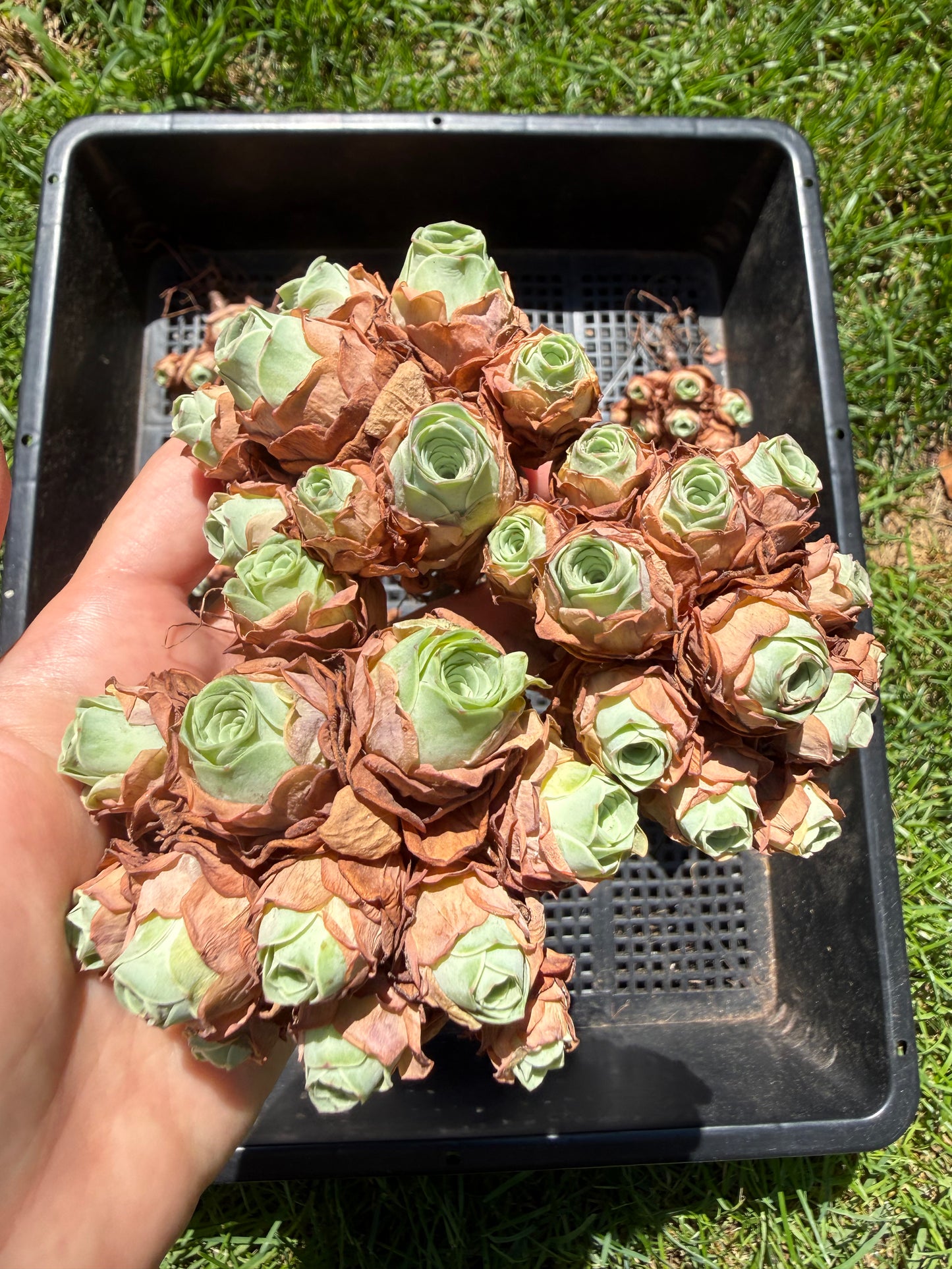 Mountain Rose Succulent|Pom Pom Bouquet|Greenovia