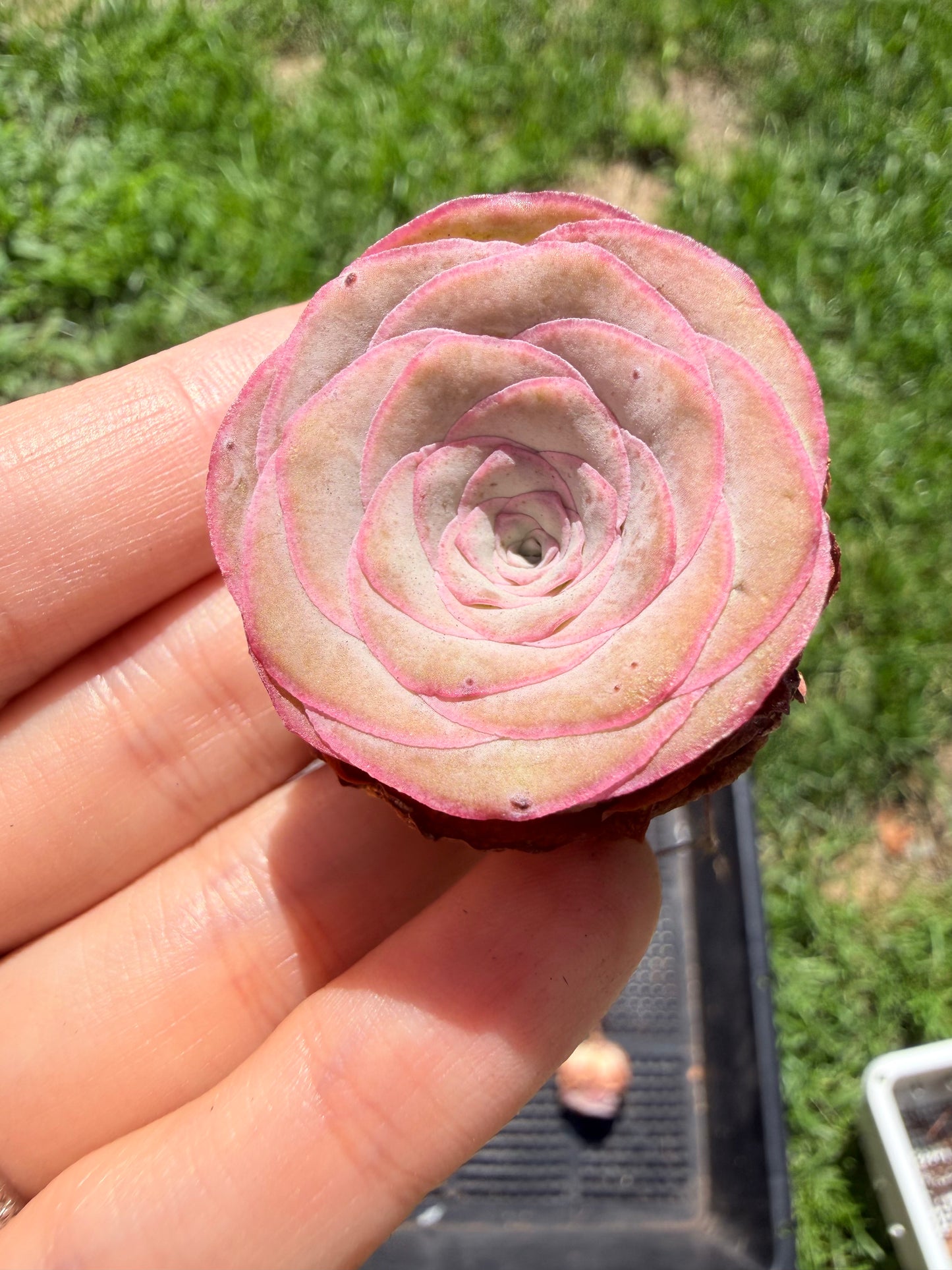 Mountain Rose Succulent|Pink-Edge Rose