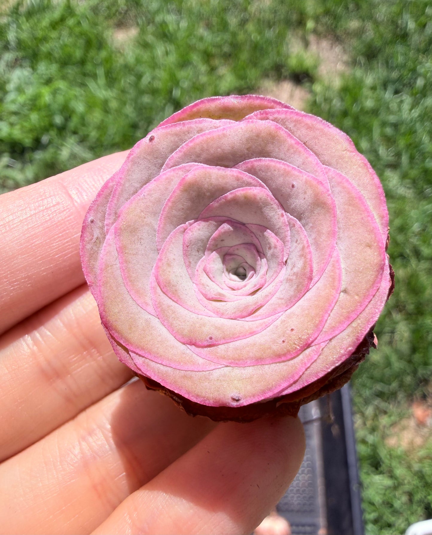 Mountain Rose Succulent|Pink-Edge Rose
