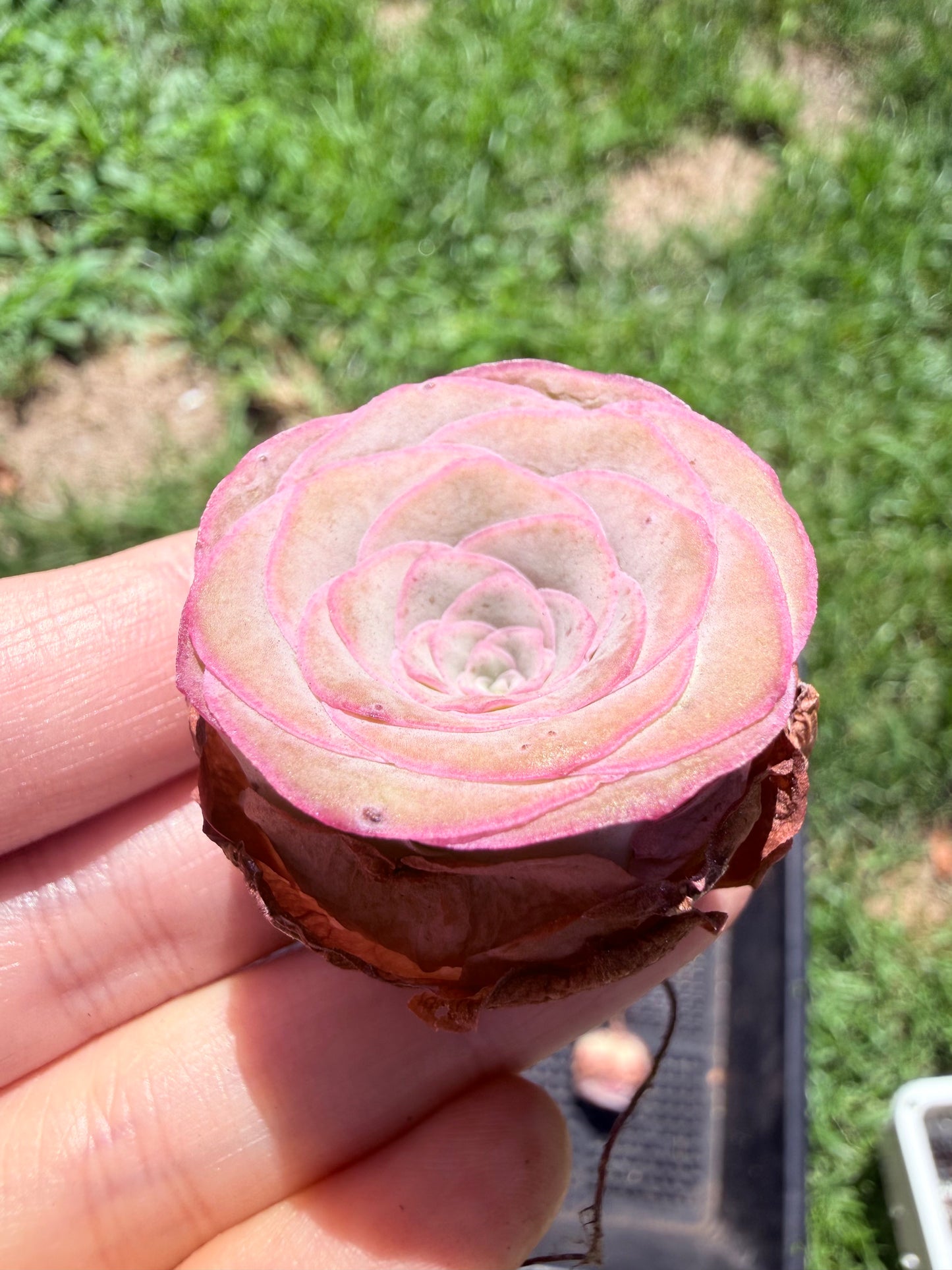 Mountain Rose Succulent|Pink-Edge Rose