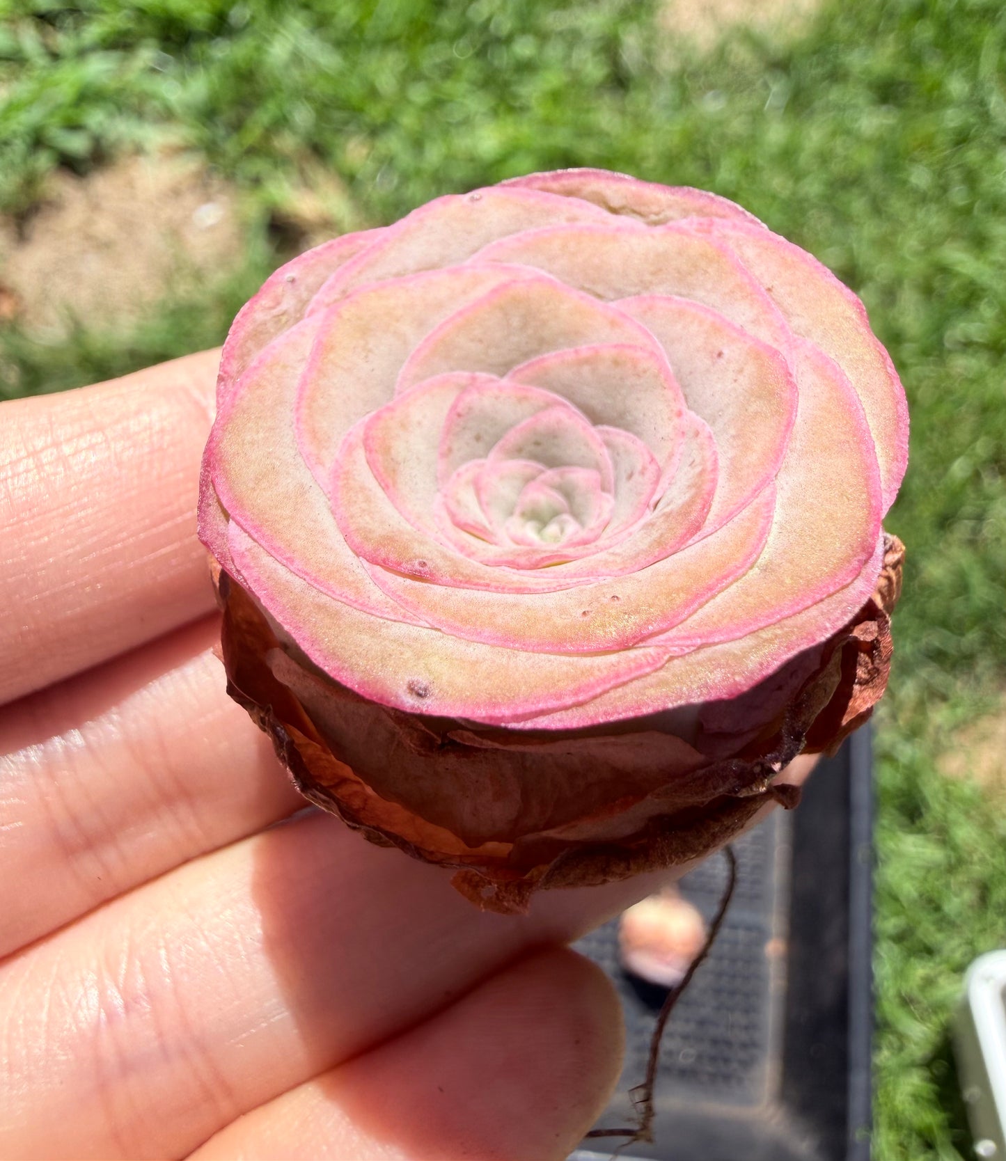 Mountain Rose Succulent|Pink-Edge Rose