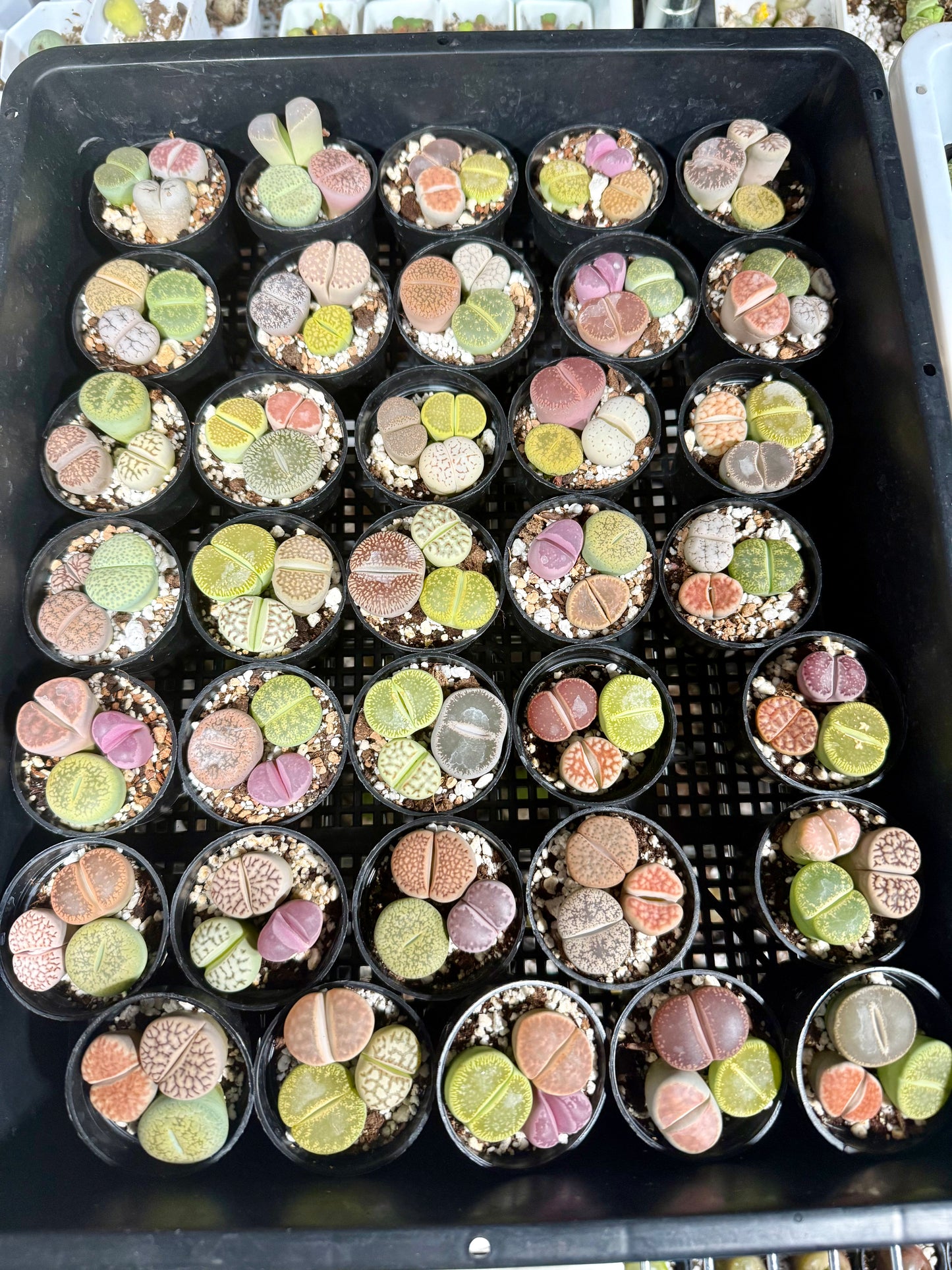 Potted Lithops Mix – 3 Living Stones in a 2" Pot | Succulent Gift
