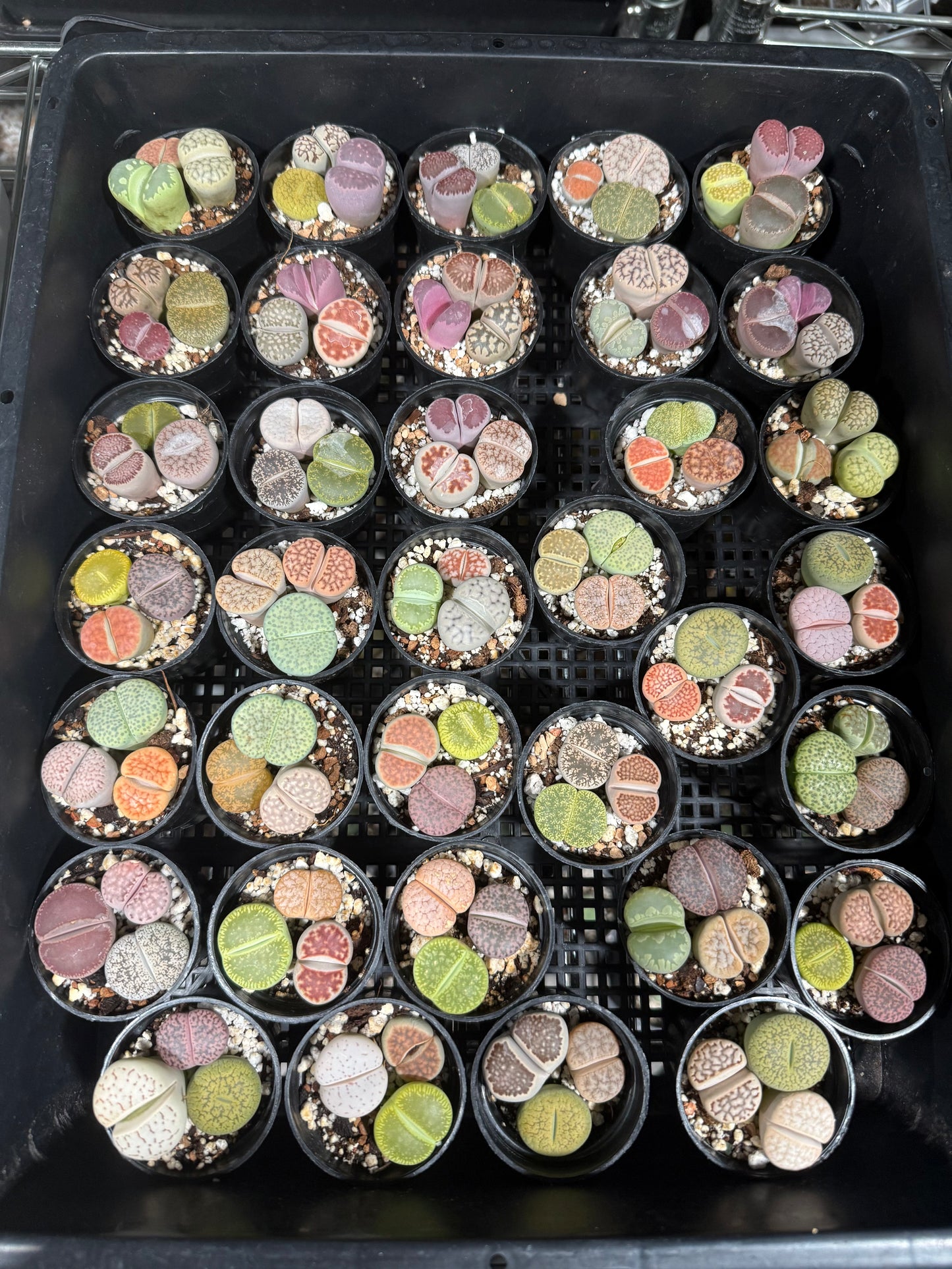 Potted Lithops Mix – 3 Living Stones in a 2" Pot | Succulent Gift