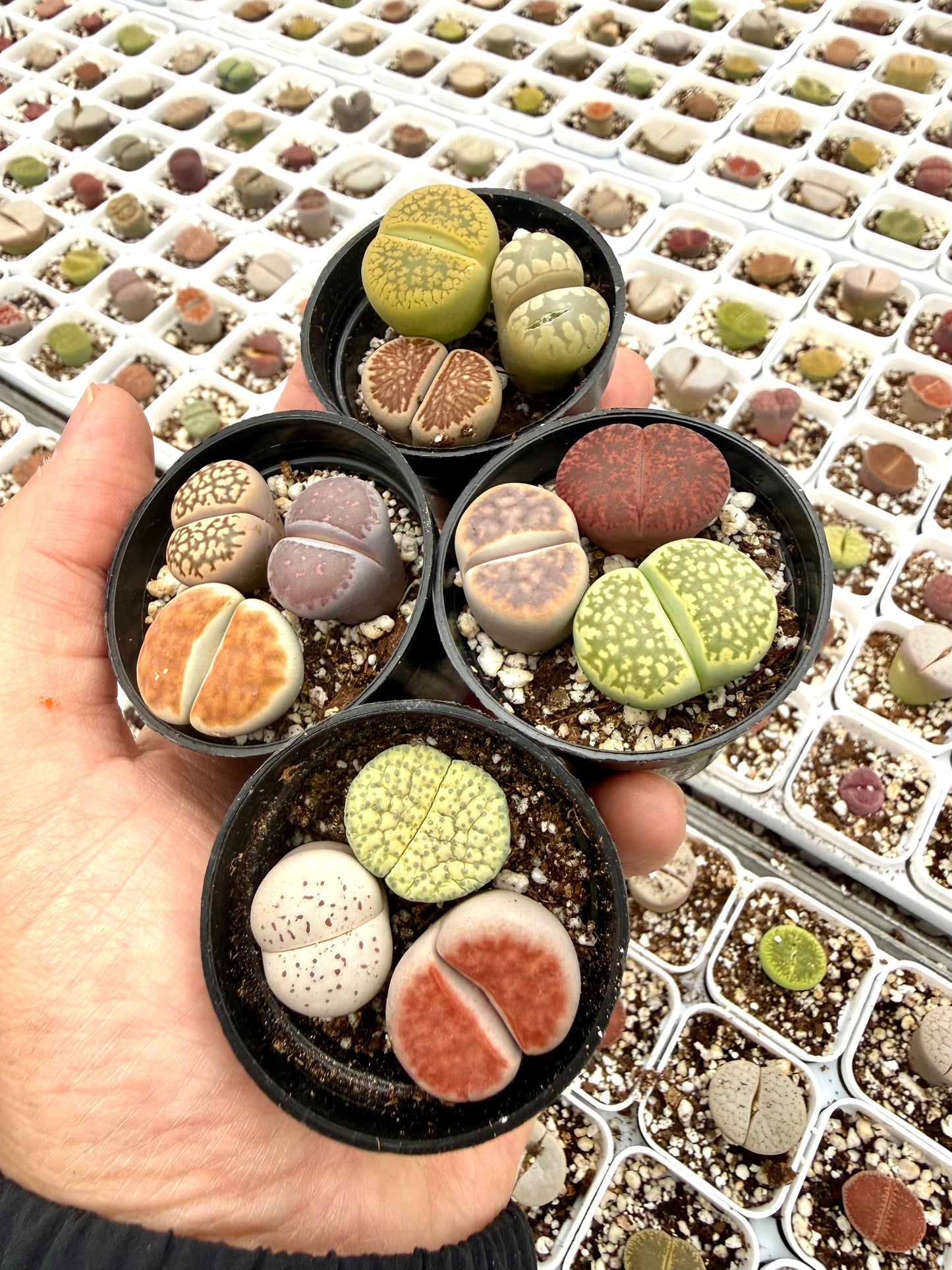 Potted Lithops Mix – 3 Living Stones in a 2" Pot | Succulent Gift
