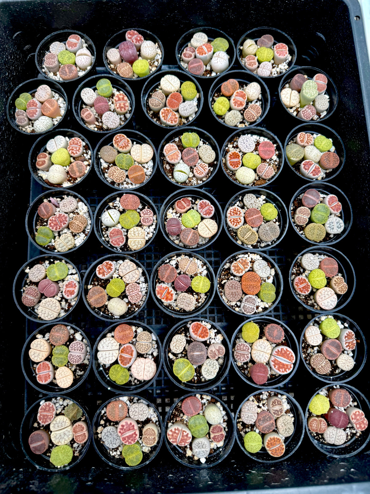 Potted Lithops Mix – 6 Living Stones in a 2" Pot | Succulent Gift