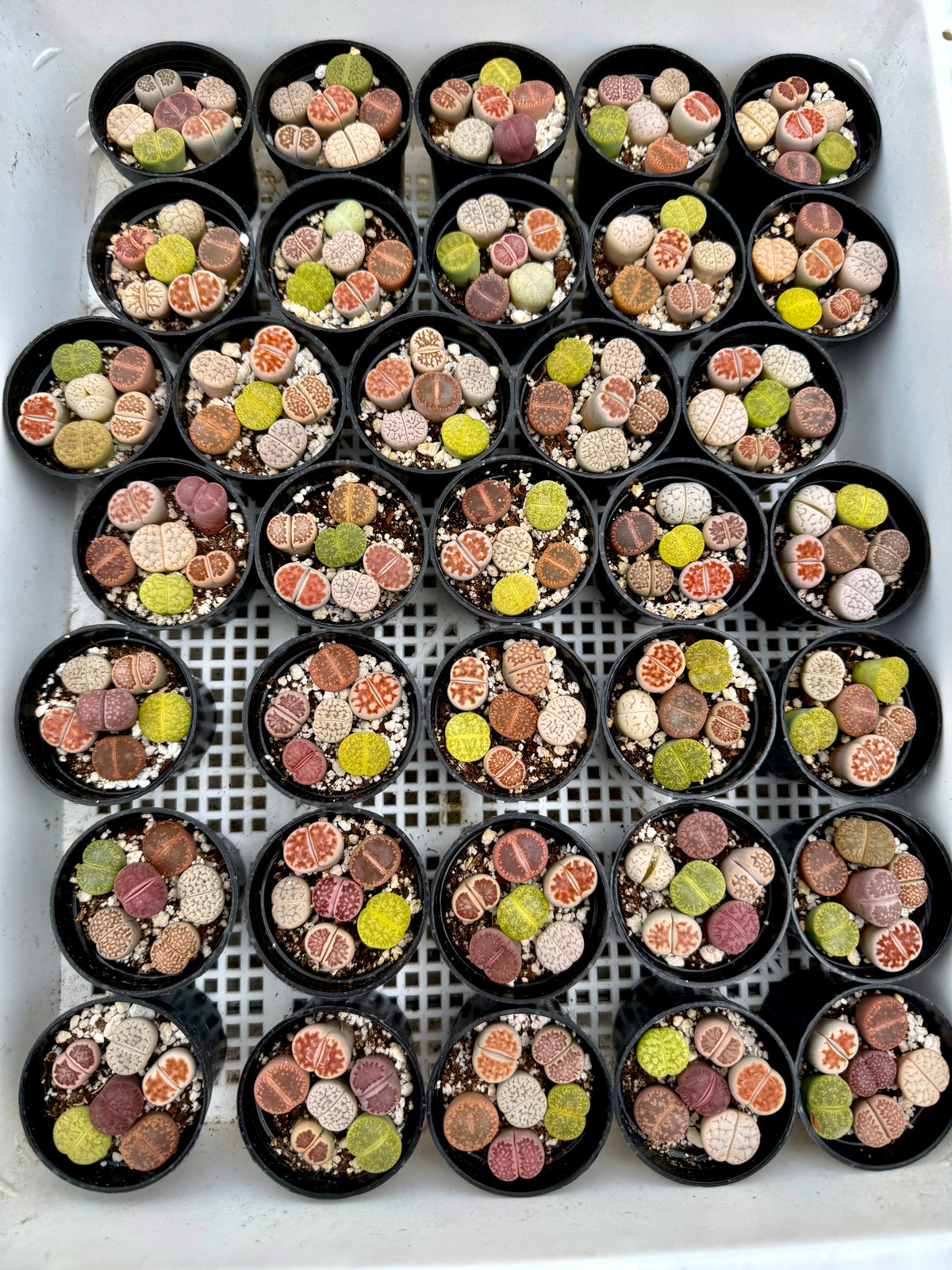 Potted Lithops Mix – 6 Living Stones in a 2" Pot | Succulent Gift