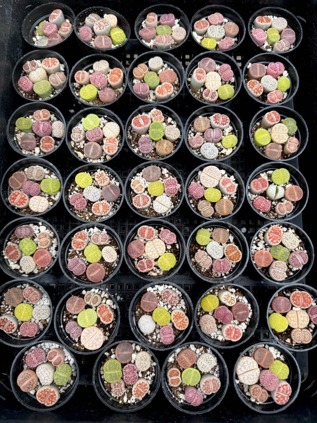 Potted Lithops Mix – 6 Living Stones in a 2" Pot | Succulent Gift