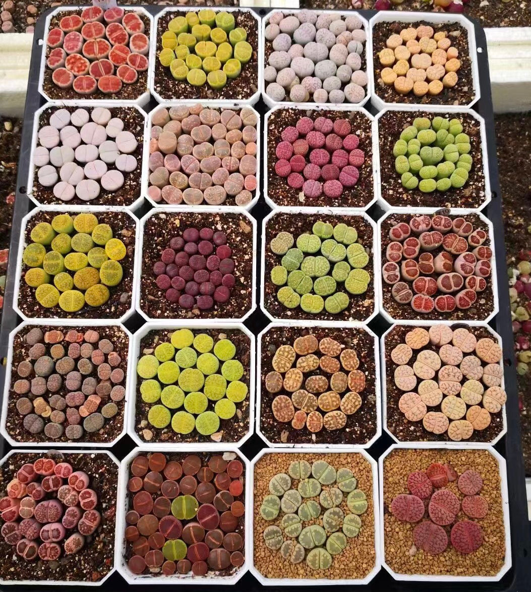 Potted Lithops gift Secret Succulent Garden