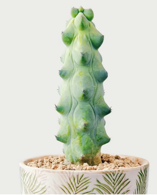 Boobie Cactus |Christmas Tree Cactus | Myrtillocactus geometrizans ‘Fukurokuryuzinboku’