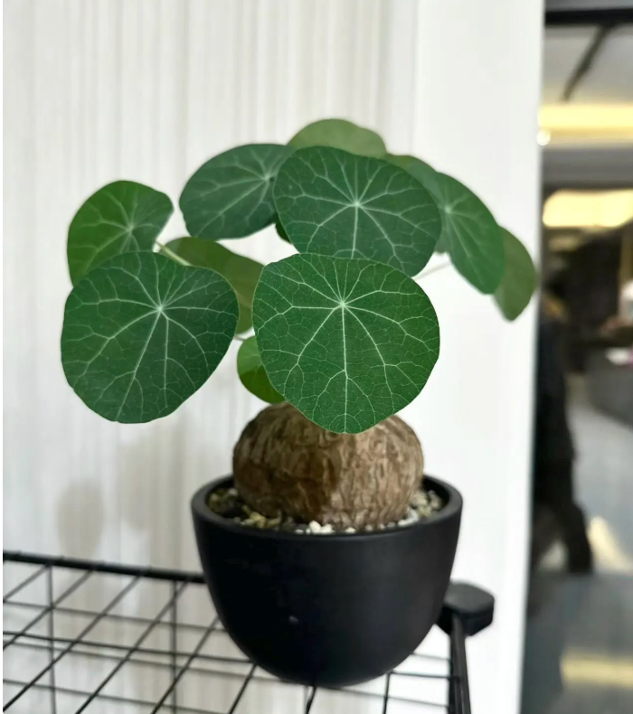 Live plant~Stephania cepharantha plant/1” -1.5”one bulb/ “Lucky ‘Turtle’” / Rare Caudex Plant | Unique Indoor Vine for Collectors & Home Decor