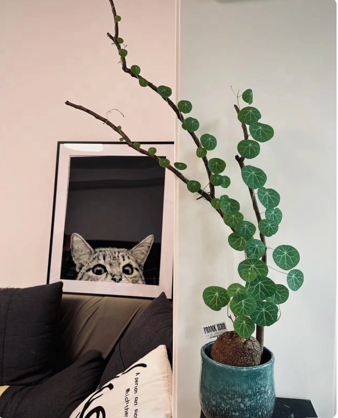 Live plant~Stephania cepharantha plant/1” -1.5”one bulb/ “Lucky ‘Turtle’” / Rare Caudex Plant | Unique Indoor Vine for Collectors & Home Decor