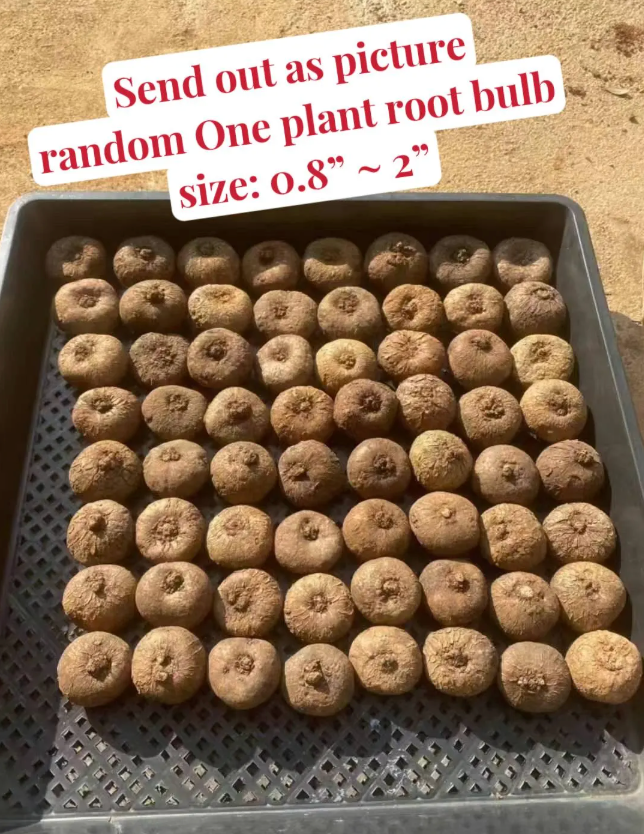 Live plant~Stephania cepharantha plant/1” -1.5”one bulb/ “Lucky ‘Turtle’” / Rare Caudex Plant | Unique Indoor Vine for Collectors & Home Decor