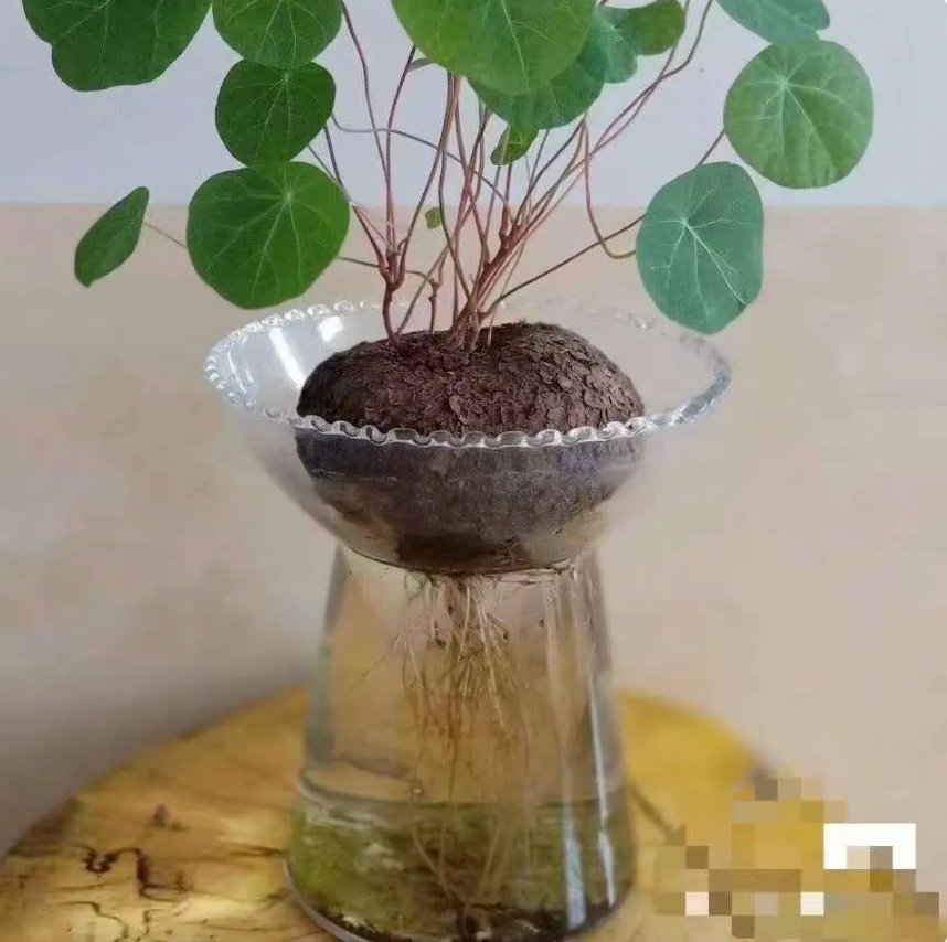 Live plant~Stephania cepharantha plant/1” -1.5”one bulb/ “Lucky ‘Turtle’” / Rare Caudex Plant | Unique Indoor Vine for Collectors & Home Decor