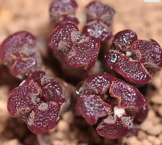 Conophytum pellucidum "cross medal" Cluster