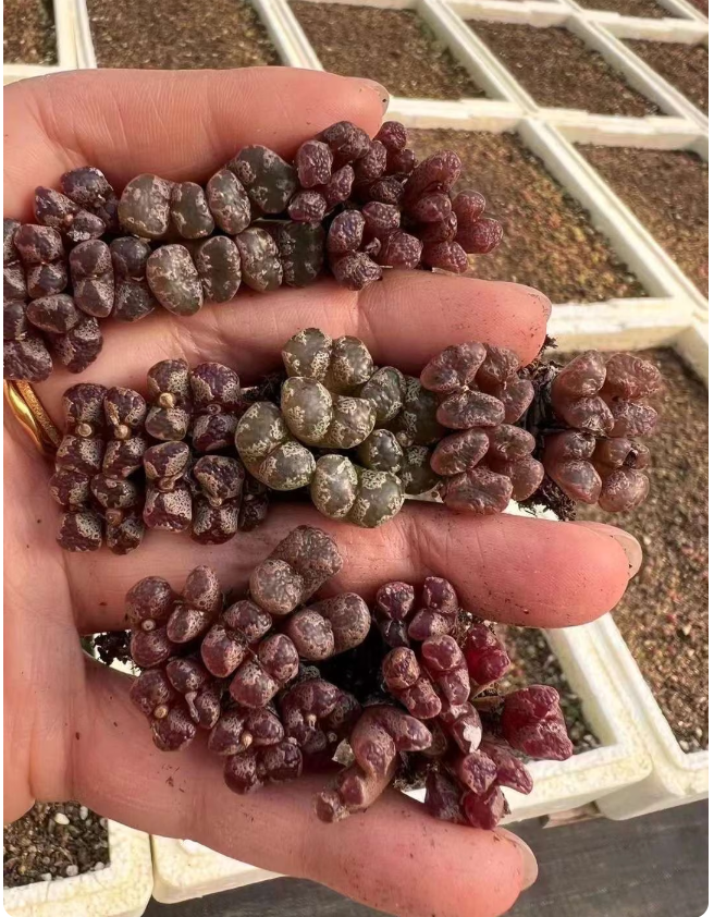 Conophytum pellucidum "cross medal" Cluster