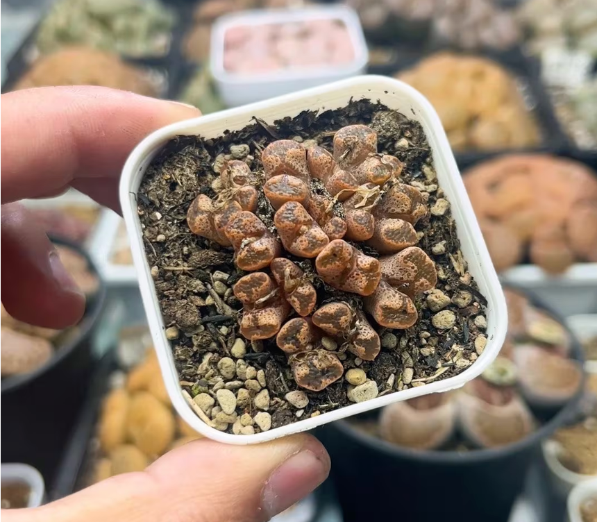 Conophytum pellucidum "cross medal" Cluster