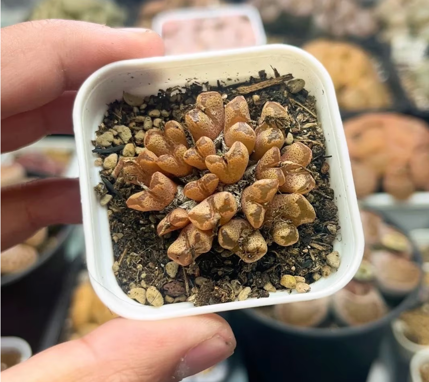 Conophytum pellucidum "cross medal" Cluster