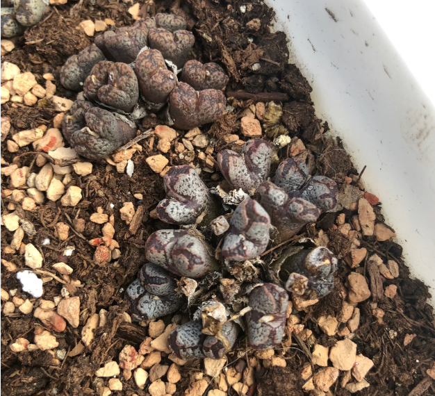 Conophytum pellucidum "cross medal" Cluster