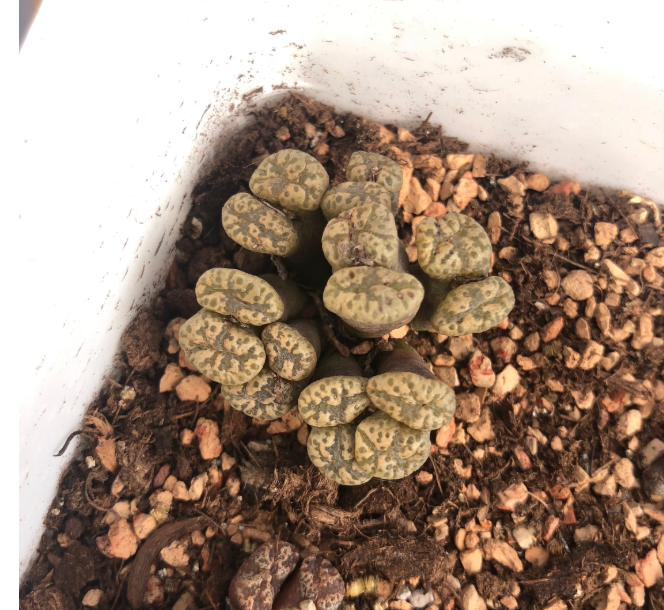 Conophytum pellucidum "cross medal" Cluster