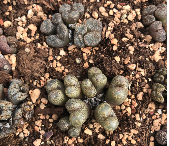Conophytum pellucidum "cross medal" Cluster