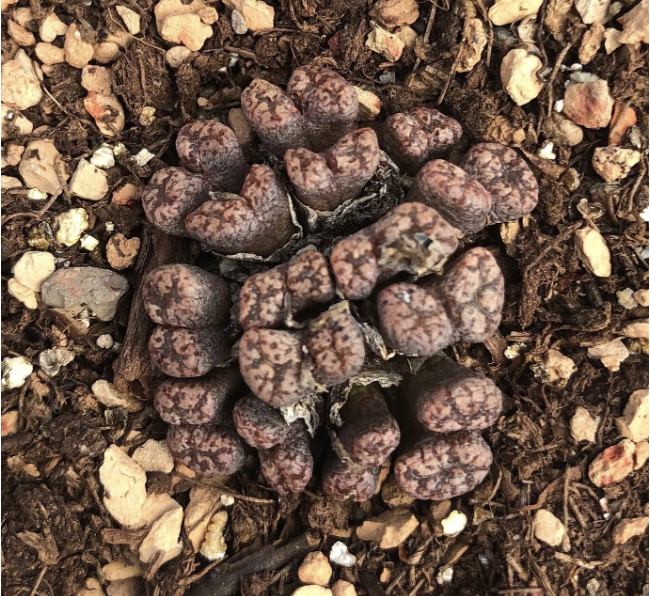 Conophytum pellucidum "cross medal" Cluster