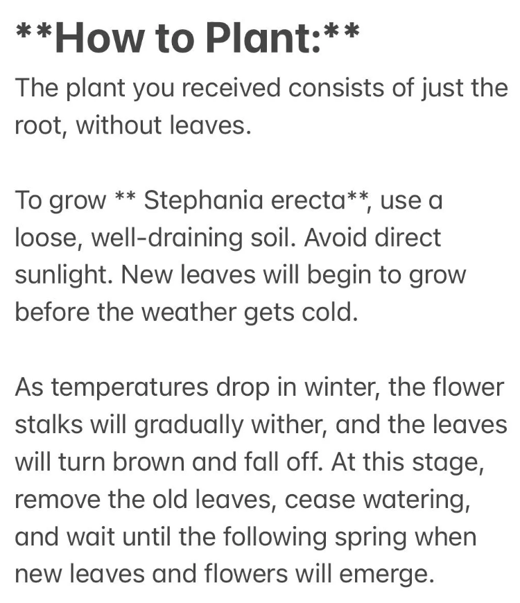 Live plant~Stephania cepharantha plant/1” -1.5”one bulb/ “Lucky ‘Turtle’” / Rare Caudex Plant | Unique Indoor Vine for Collectors & Home Decor