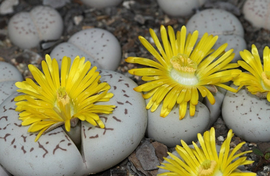 Live Plant / - Dinteranthus vanzylii 'lineatus'