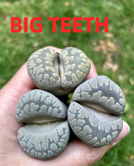 Lithops otzeniana 'Aquamarine' **C128A** *Big Teeth*